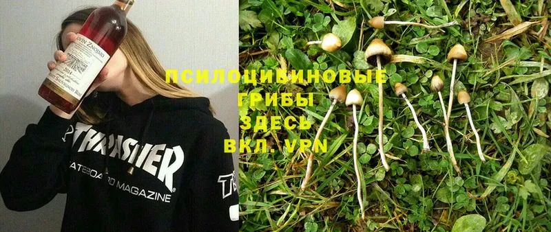 kraken зеркало  купить  сайты  Лосино-Петровский  Галлюциногенные грибы Psilocybe 